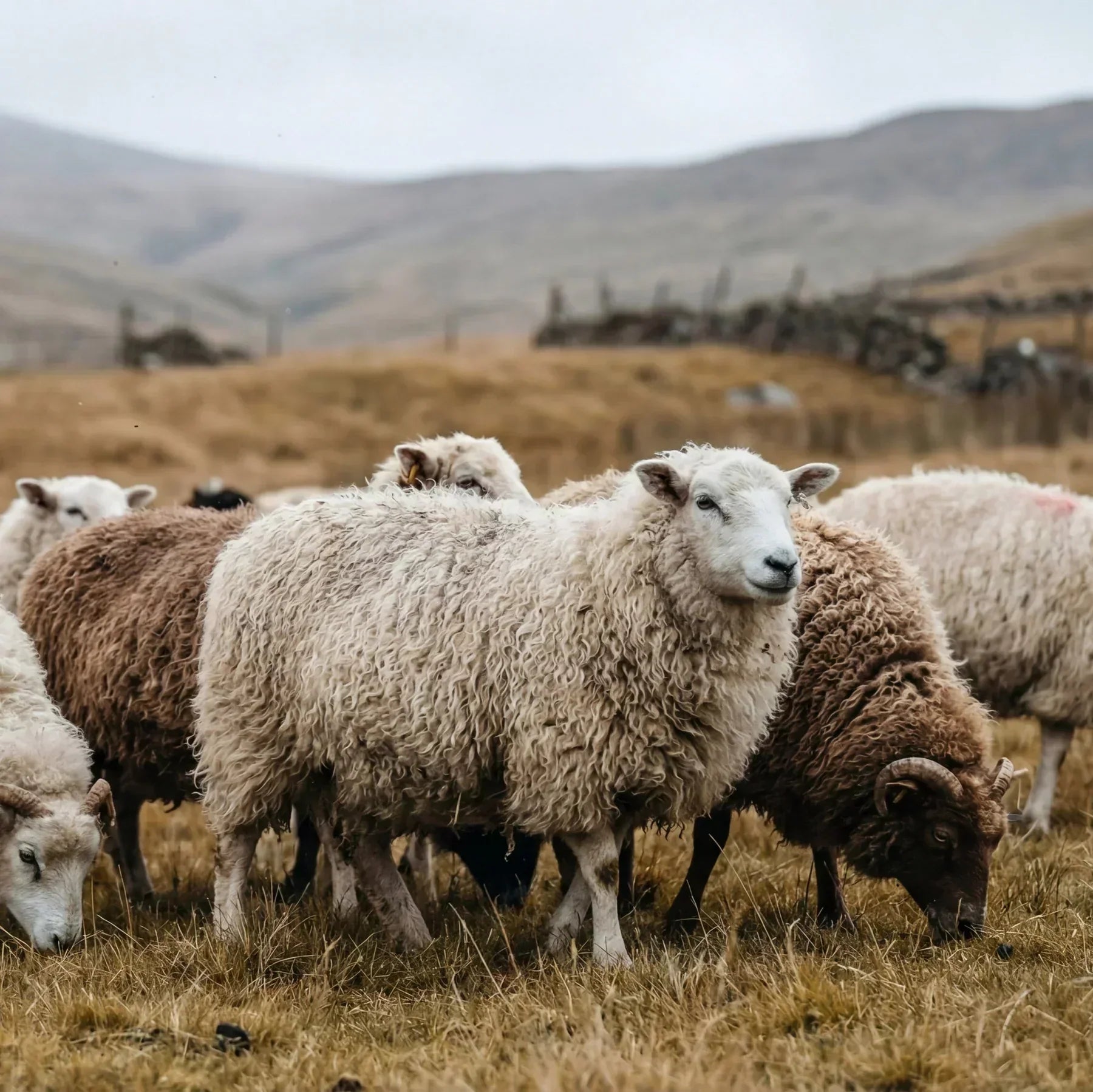 VELLINI Merino®