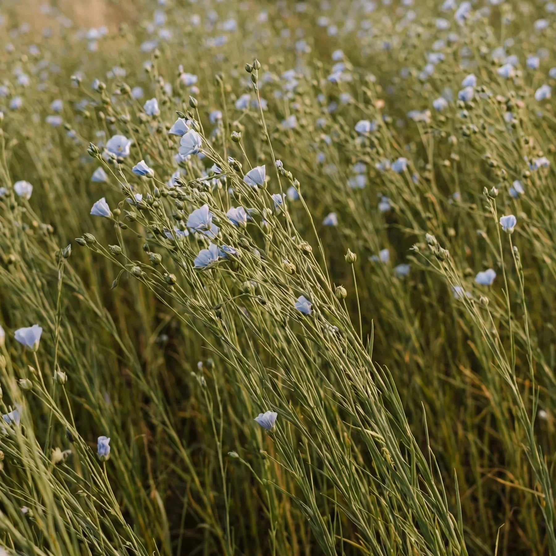 VELLINI linen®